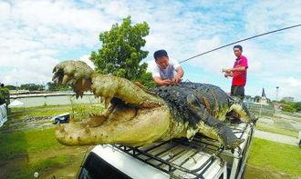 国产机器鳄鱼视频,创新科技引领未来智能机械新篇章