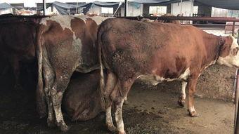 国产黄牛视频观看,观看背后的秘密与现象