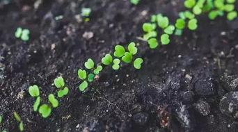 完全国产视频水梅一百